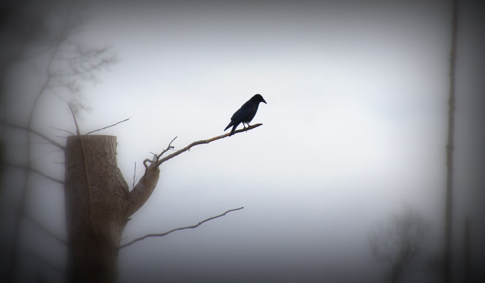 8571728403_561f309209_k